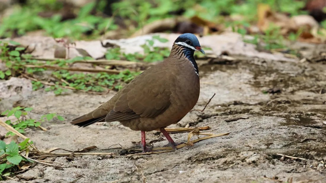 🏯 츠 관음 (쓰칸논) 이미지 5